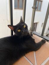 CACAO, Katze, Hauskatze in Spanien - Bild 3