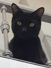 CACAO, Katze, Hauskatze in Spanien - Bild 7