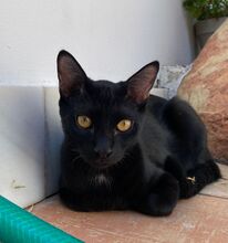 CACAO, Katze, Hauskatze in Spanien - Bild 9