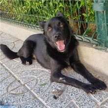 MERLIN, Hund, Mischlingshund in Portugal