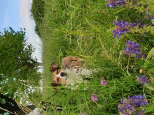 CASSY, Hund, Mischlingshund in Karben - Bild 20