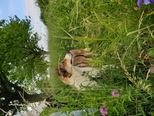 CASSY, Hund, Mischlingshund in Karben - Bild 21
