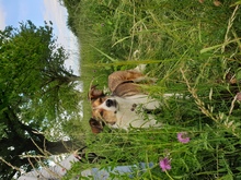 CASSY, Hund, Mischlingshund in Karben - Bild 22