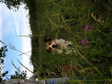 CASSY, Hund, Mischlingshund in Karben - Bild 23