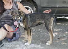 SMOKEY, Hund, Mischlingshund in Bulgarien - Bild 2