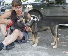 SMOKEY, Hund, Mischlingshund in Bulgarien - Bild 3