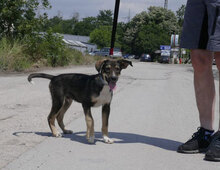 SMOKEY, Hund, Mischlingshund in Bulgarien - Bild 5