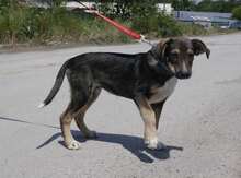 SMOKEY, Hund, Mischlingshund in Bulgarien - Bild 6