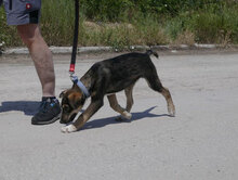 SMOKEY, Hund, Mischlingshund in Bulgarien - Bild 7