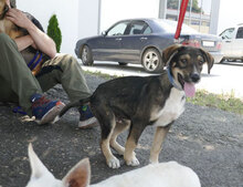 SMOKEY, Hund, Mischlingshund in Bulgarien - Bild 8