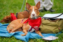 FRED, Hund, Podenco in Wöllstadt - Bild 1