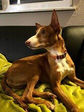 FRED, Hund, Podenco in Wöllstadt - Bild 5