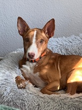 FRED, Hund, Podenco in Wöllstadt - Bild 6