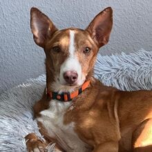 FRED, Hund, Podenco in Wöllstadt - Bild 7