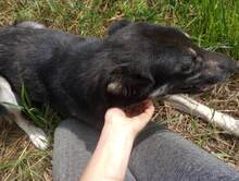 LOLA, Hund, Mischlingshund in Rumänien - Bild 28