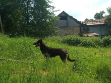 LOLA, Hund, Mischlingshund in Rumänien - Bild 29