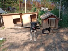 LOLA, Hund, Mischlingshund in Rumänien - Bild 30