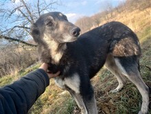 LOLA, Hund, Mischlingshund in Rumänien - Bild 31