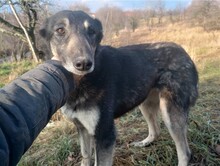 LOLA, Hund, Mischlingshund in Rumänien - Bild 32