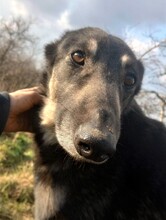 LOLA, Hund, Mischlingshund in Rumänien - Bild 33