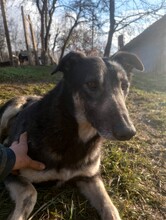 LOLA, Hund, Mischlingshund in Rumänien - Bild 34
