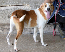 LUCIUS, Hund, Mischlingshund in Italien