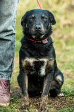 KISUKE, Hund, Mischlingshund in Ungarn - Bild 1