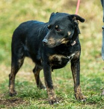 KISUKE, Hund, Mischlingshund in Ungarn - Bild 2