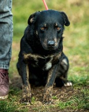 KISUKE, Hund, Mischlingshund in Ungarn - Bild 3