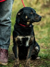 KISUKE, Hund, Mischlingshund in Ungarn - Bild 4