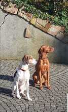 FERGUS, Hund, Pointer in Bonn - Bild 4