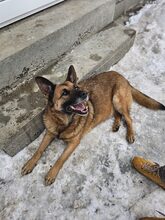 ROXY, Hund, Mischlingshund in Rumänien