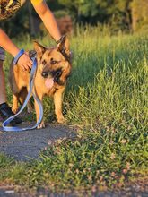 ROXY, Hund, Mischlingshund in Frickingen - Bild 11