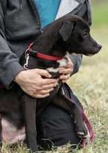 VAKSI, Hund, Mischlingshund in Ungarn