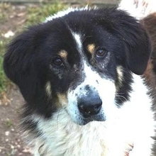 PEPPE, Hund, Mischlingshund in Griechenland
