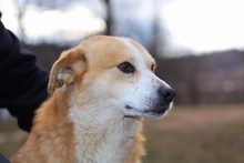 PUMBA, Hund, Mischlingshund in Rumänien - Bild 20