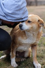 PUMBA, Hund, Mischlingshund in Rumänien - Bild 21