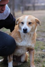 PUMBA, Hund, Mischlingshund in Rumänien - Bild 22