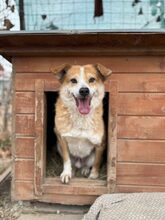 PUMBA, Hund, Mischlingshund in Ovelgönne