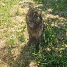 LINA, Hund, Mischlingshund in Groß-Umstadt - Bild 12