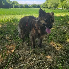 LINA, Hund, Mischlingshund in Groß-Umstadt - Bild 13