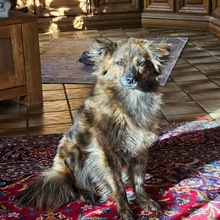 LINA, Hund, Mischlingshund in Groß-Umstadt - Bild 14