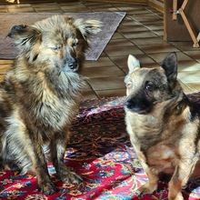 LINA, Hund, Mischlingshund in Groß-Umstadt - Bild 15