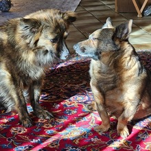 LINA, Hund, Mischlingshund in Groß-Umstadt - Bild 17