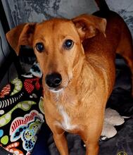 KANE, Hund, Mischlingshund in Henstedt-Ulzburg