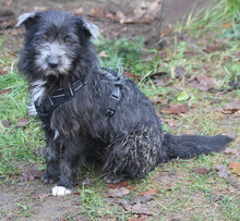 SILVANA, Hund, Mischlingshund in Scharbeutz