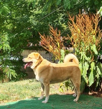 MAXI Q02, Hund, Golden Retriever-Cairn Terrier-Mix in Essen - Bild 10