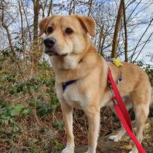 MAXI Q02, Hund, Golden Retriever-Cairn Terrier-Mix in Essen - Bild 12