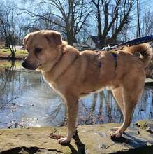 MAXI Q02, Hund, Golden Retriever-Cairn Terrier-Mix in Essen - Bild 3