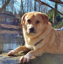 MAXI Q02, Hund, Golden Retriever-Cairn Terrier-Mix in Essen - Bild 4